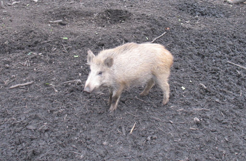 Schwein1